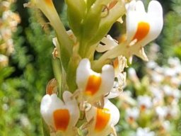 Hebenstretia dura orange corolla patches